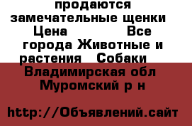 продаются замечательные щенки › Цена ­ 10 000 - Все города Животные и растения » Собаки   . Владимирская обл.,Муромский р-н